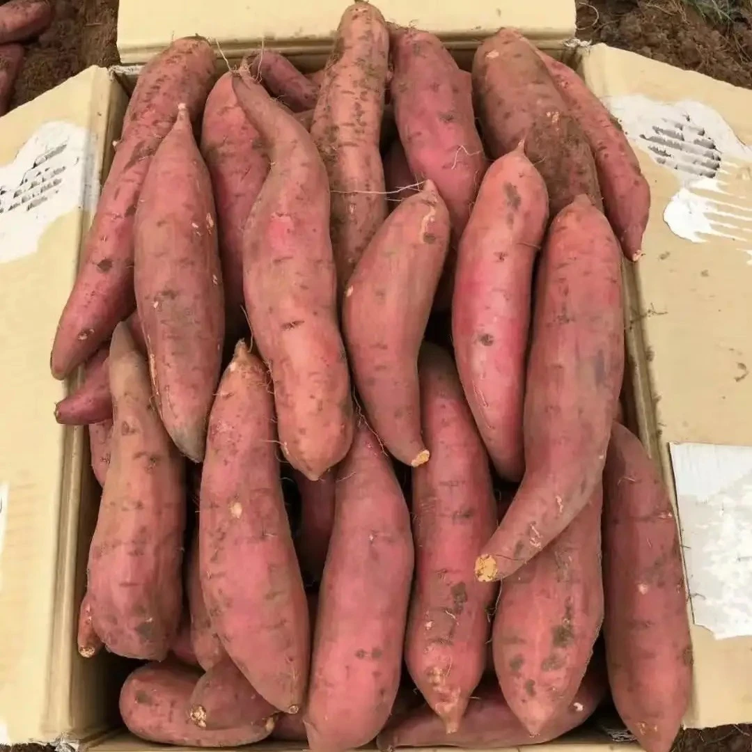 农户红薯红薯，红薯粉条3斤5斤9斤装搭配装可选