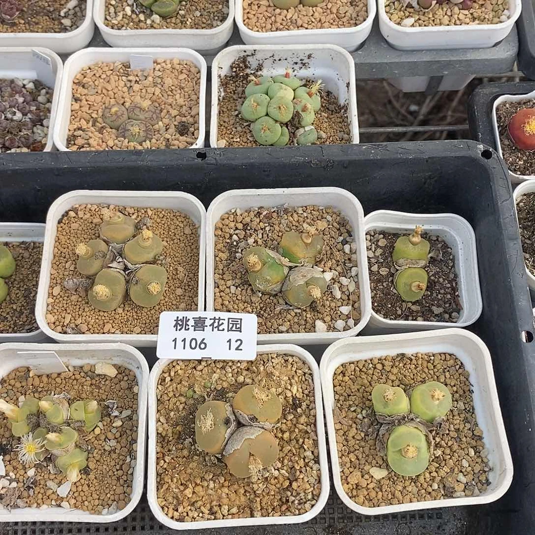 ?**菁106-12-o泡组合福利。