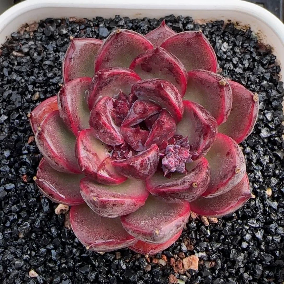 从前慢甄选多肉编号紫薇