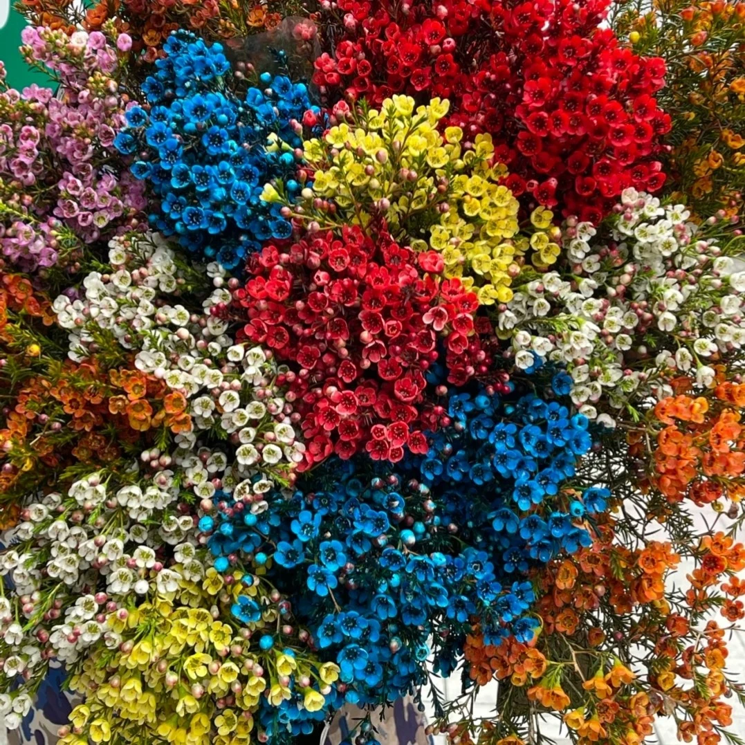 【腊梅】鲜切花好养护、山东日照基地直发