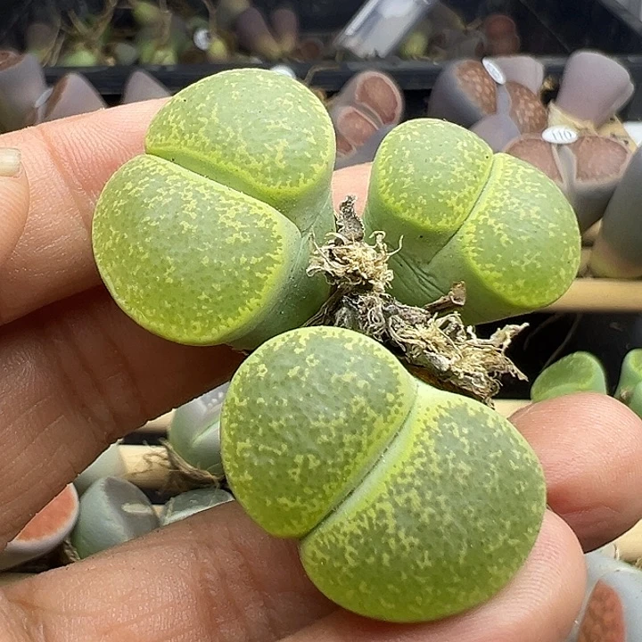 149炸111111111111111