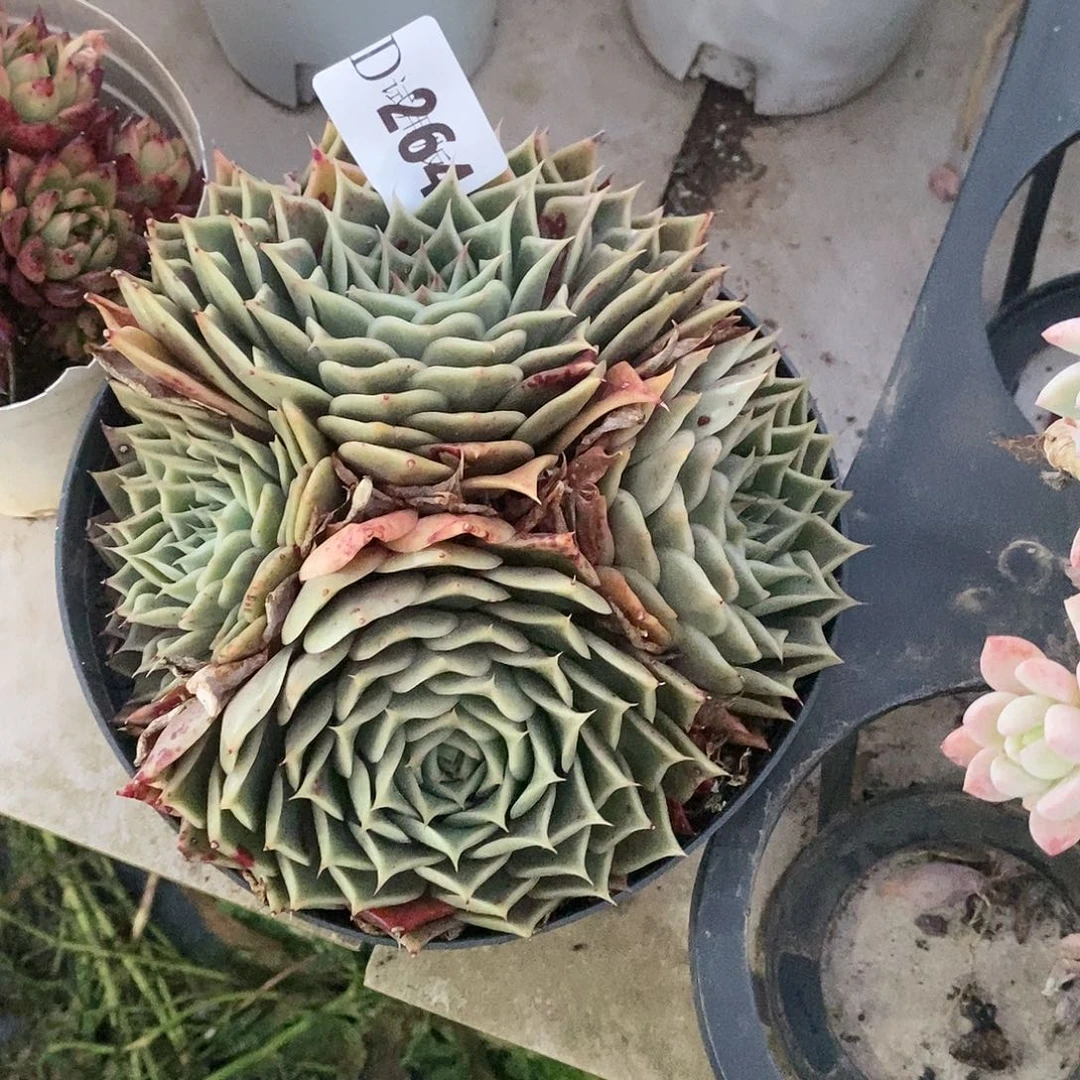 南****菜264思秋多肉植物