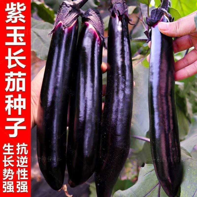 【紫玉长茄种籽】一包也包邮下单送肥料