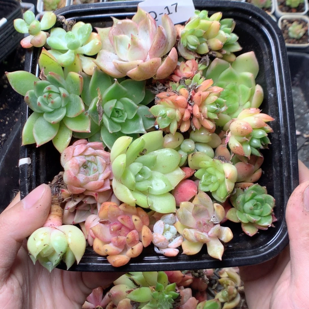 无花朵Q17yyyyyyttt