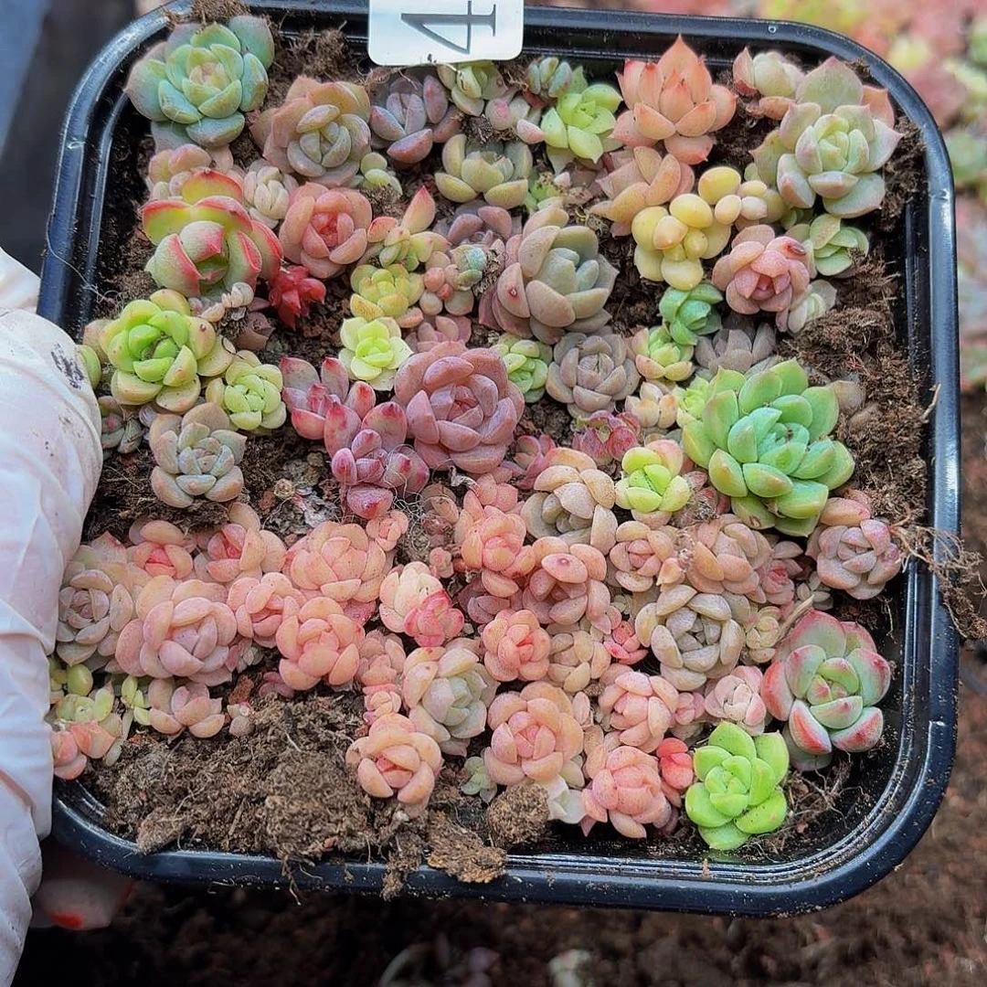 多肉植物多肉植物496