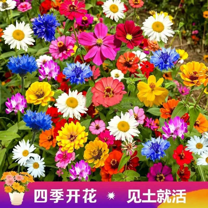 野花组合花海种子耐寒室内外播种格桑花种籽太阳花四季开花七彩