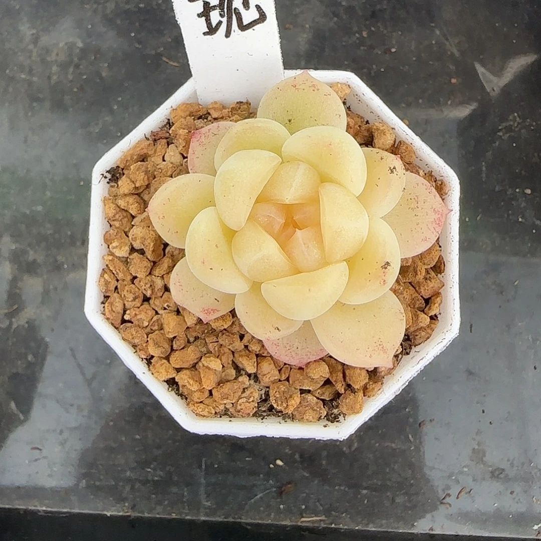 ****厨福利现金财富密码单头