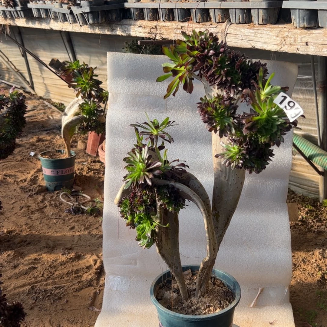 黑缀199高度45厘米