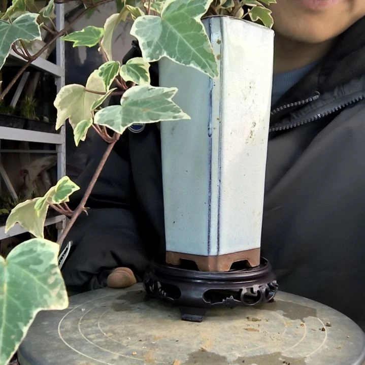 自**素小盆景小植物一物一拍97