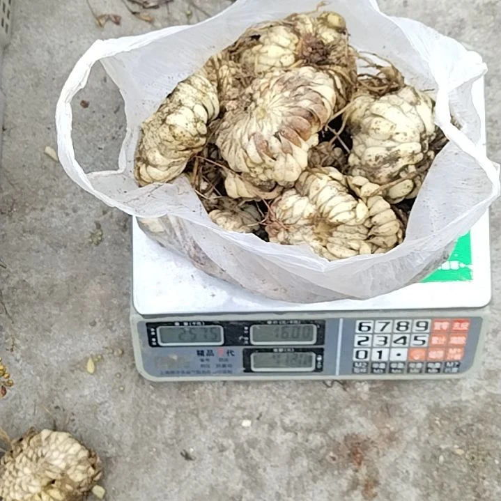 中国大陆贵州山采百合新鲜