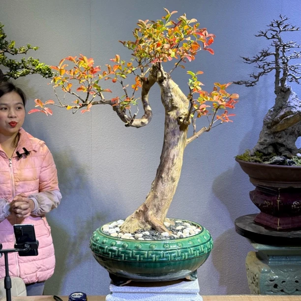 老桩文人紫薇盆景