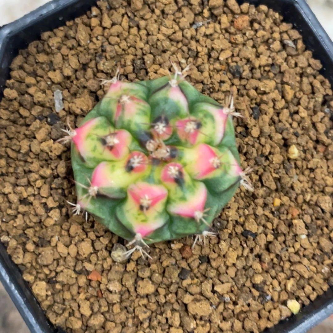 当前无花朵，栽培后可花朵黄绿虎斑粉V背