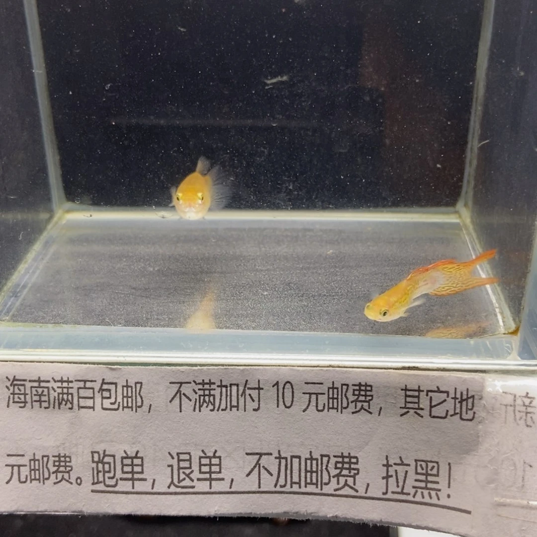 孔雀鱼特殊尾琴尾火焰孔雀鱼