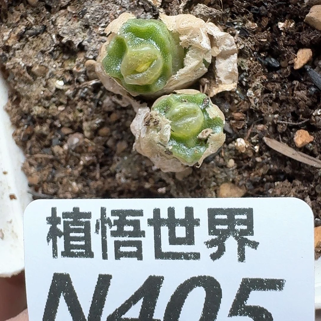 多肉植物的润泽付出