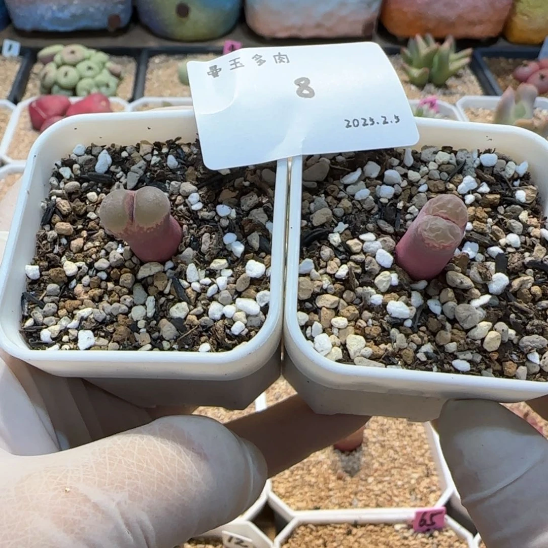 庄***鱼多肉多肉多肉2025.2.5-008