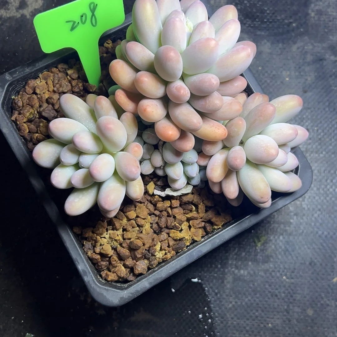 汤圆208。