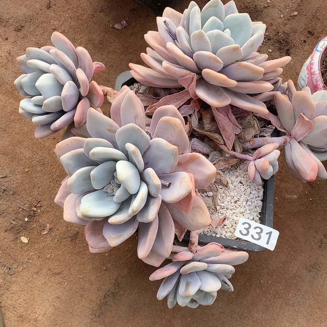 331 一物一拍多肉