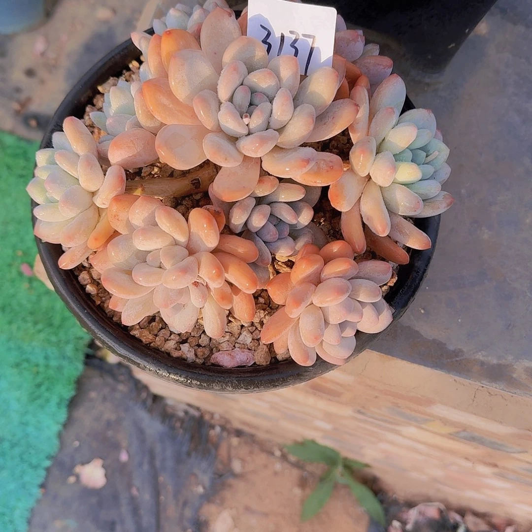 明***好3137香水多肉植物