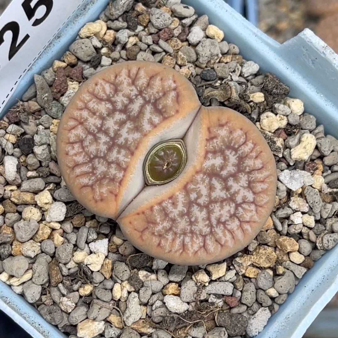 3257拿铁189尺寸3.9睫毛