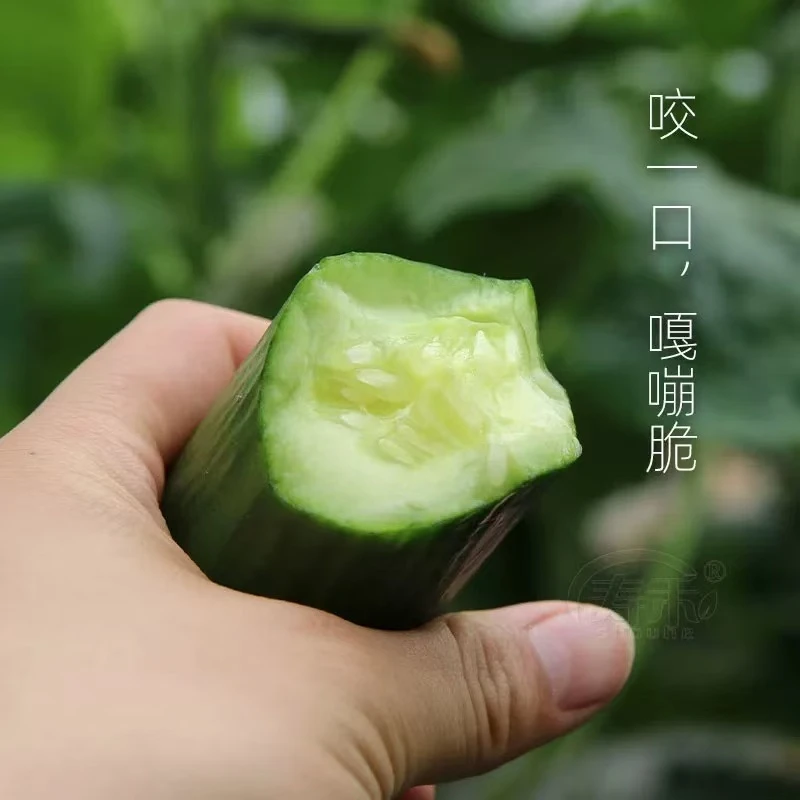 现摘无刺水果小黄瓜新鲜脆嫩苗