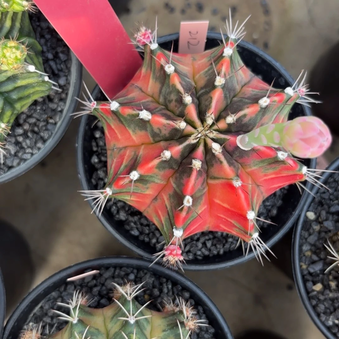 L574-0102泰国发货