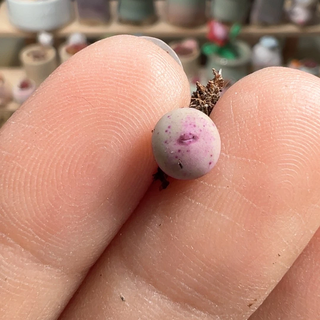 多肉植物189号小红嘴