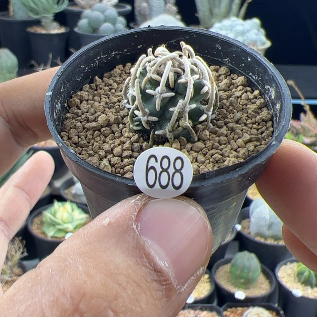 飞鸟一物一拍688，，，