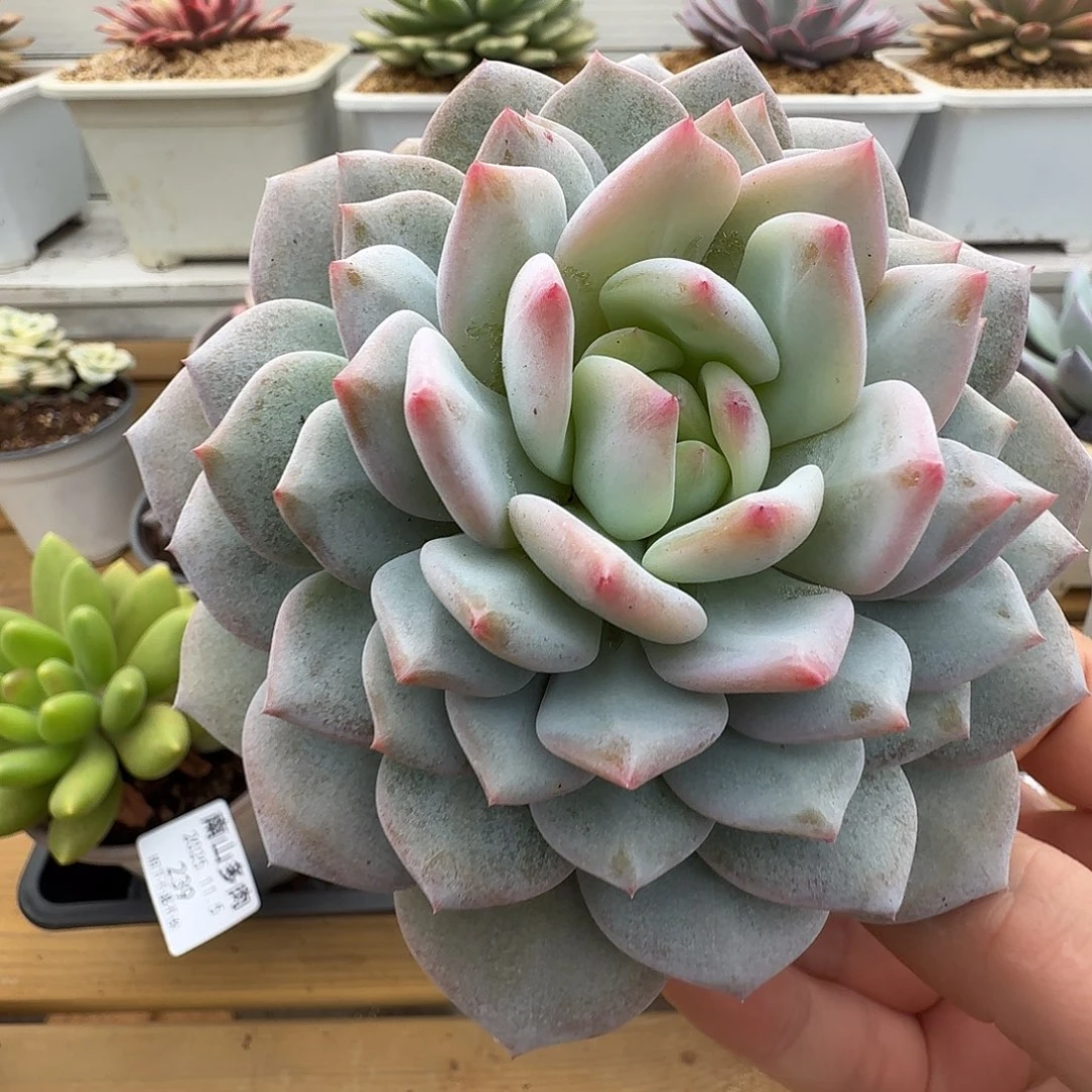 星星橙11111105-237