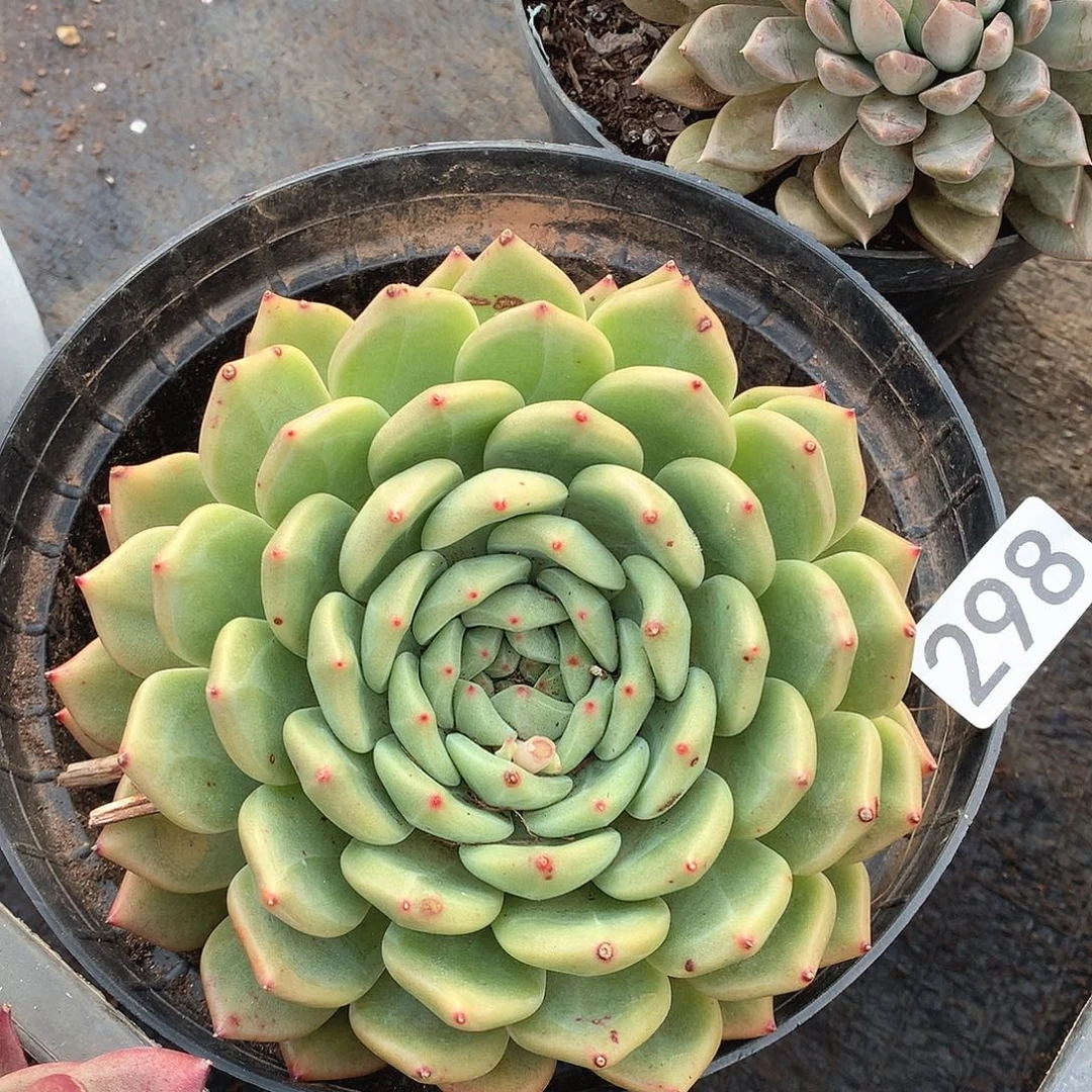 298杂一物一拍多肉