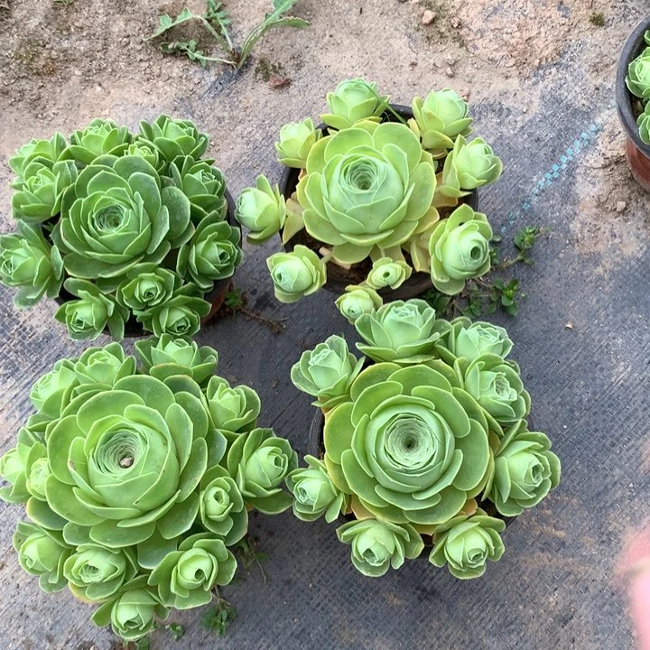 混播玫瑰多肉群9-12厘米4个