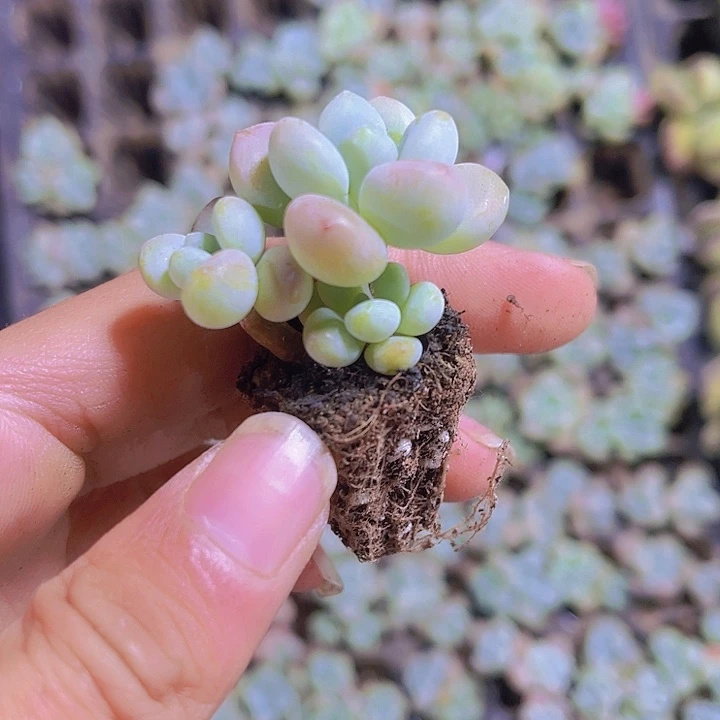 精品小老桩洛神多肉植物