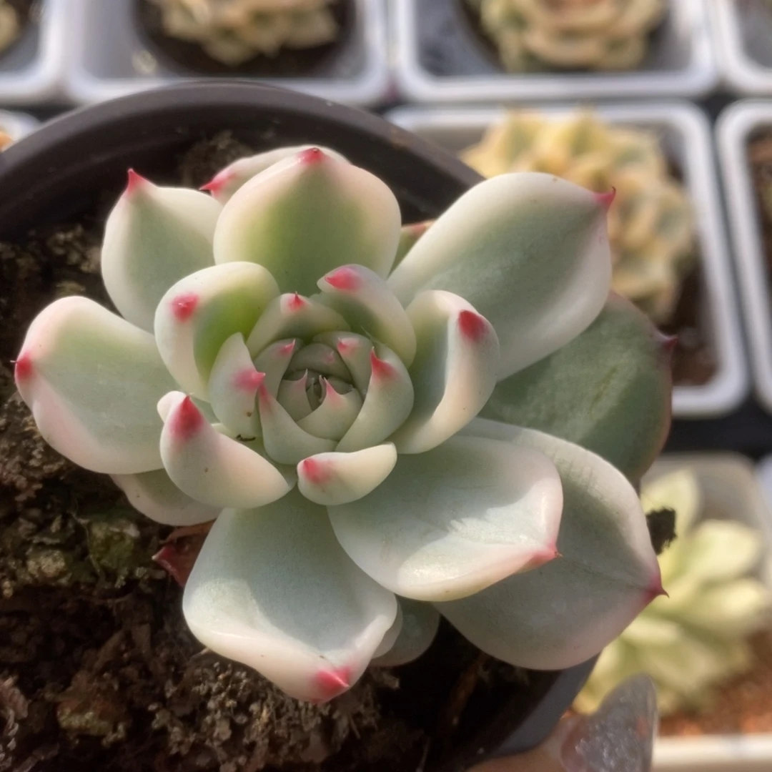 249锦锦锦锦锦锦锦锦锦
