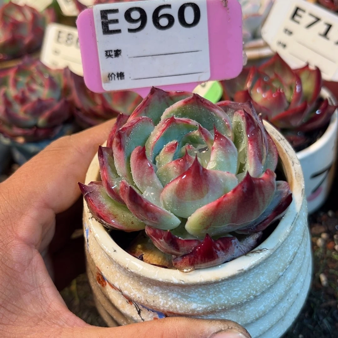 惊鸿一瞥960号多肉