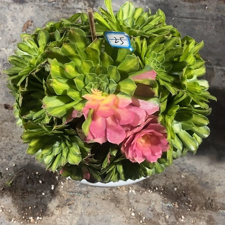 35知否法师手捧多肉植物
