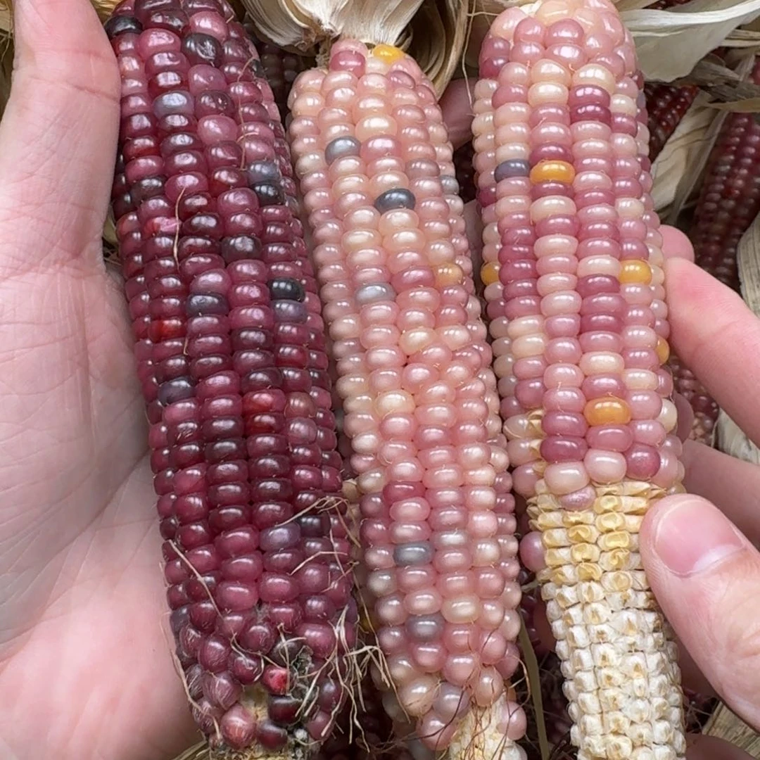 柏香籽/百香籽吊坠米*