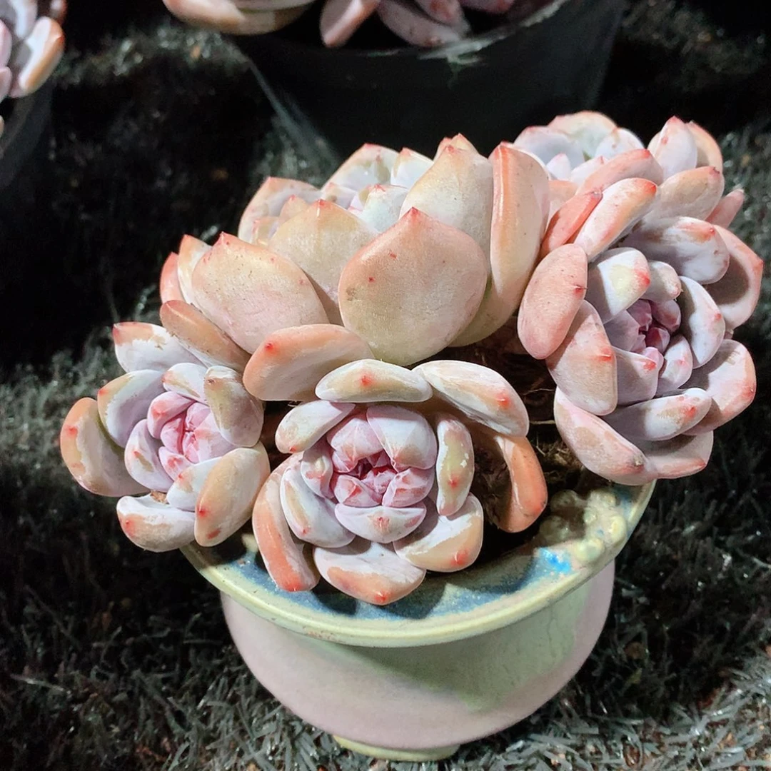 多肉植物石留紫星影