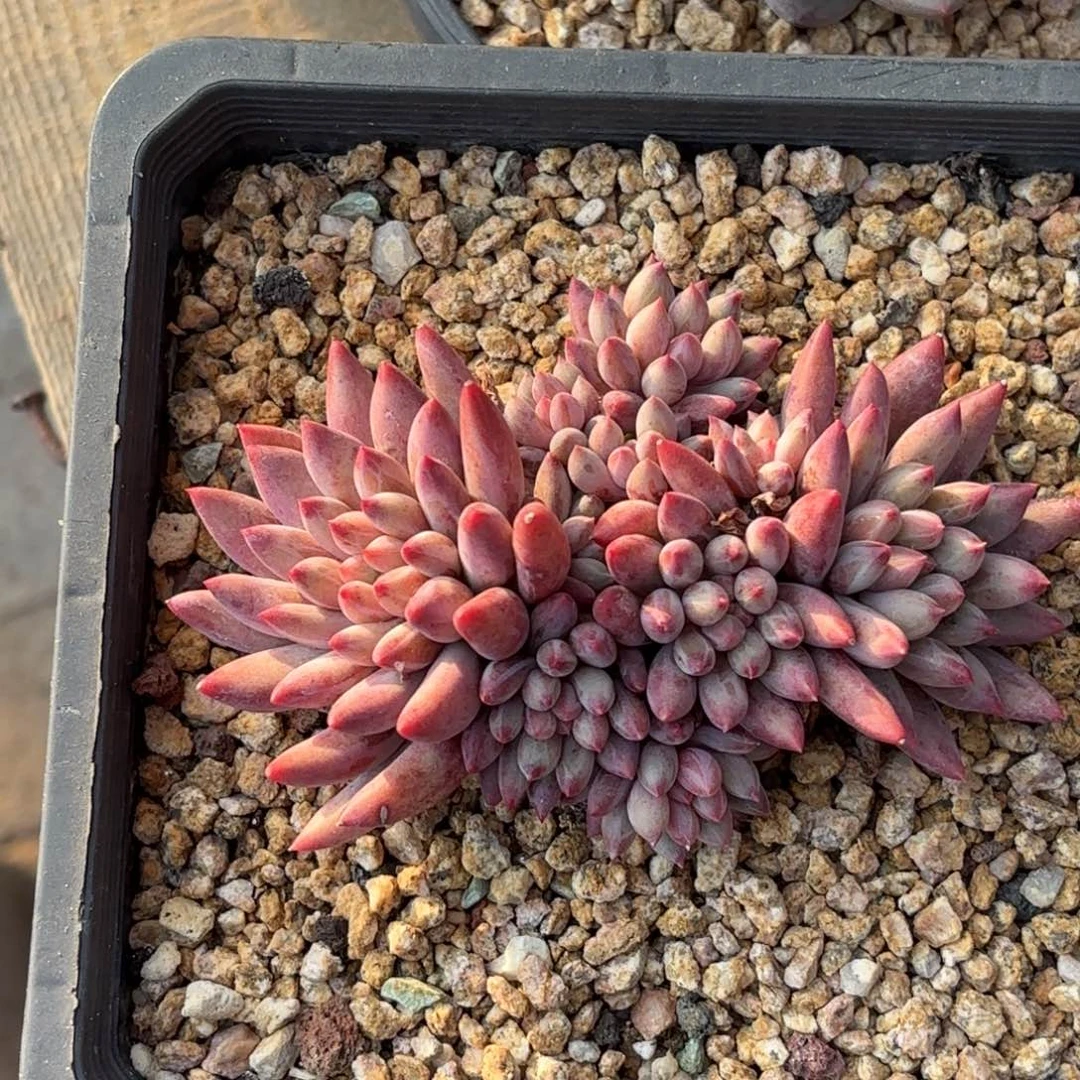 无花朵虞美人无砍自然群