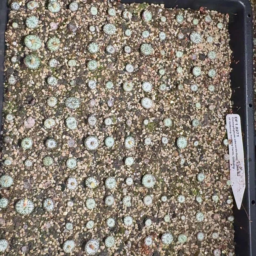 1.0271安珍一筐子