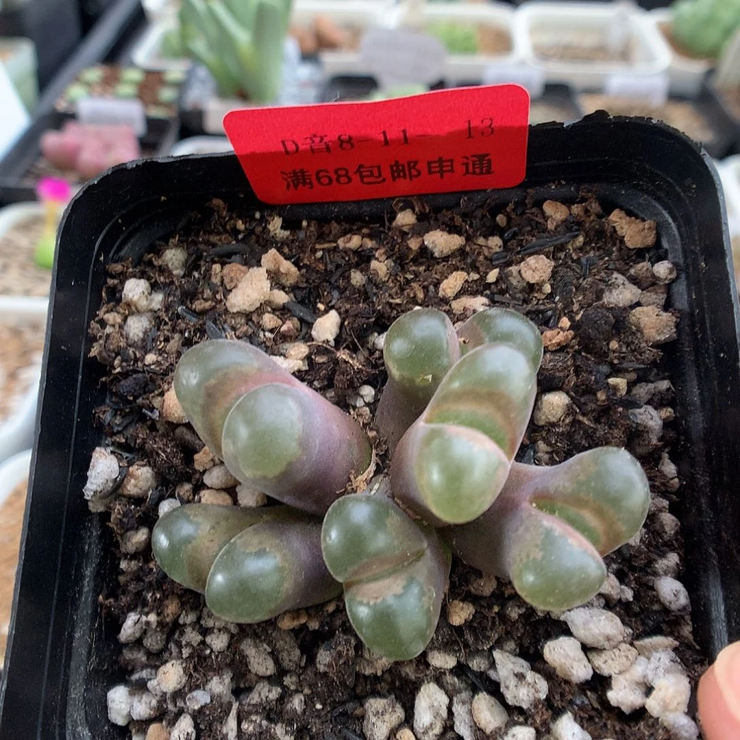 8-11-13 风铃一群