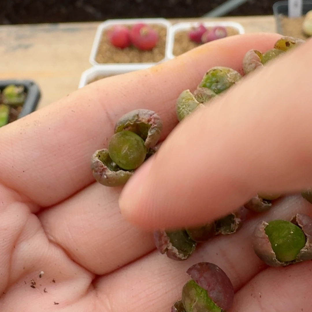 纳*27-127p pp p po p p