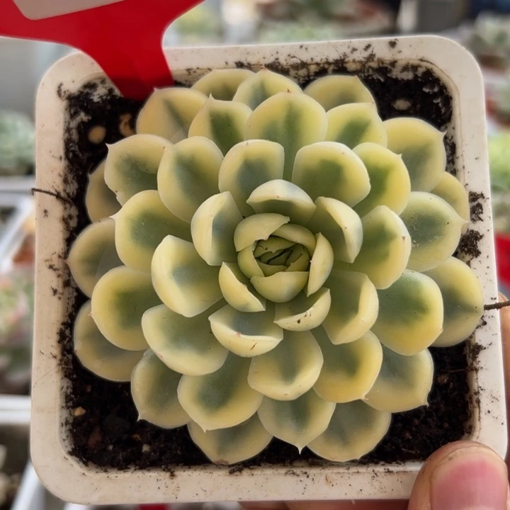 683号草莓冰锦多肉植物