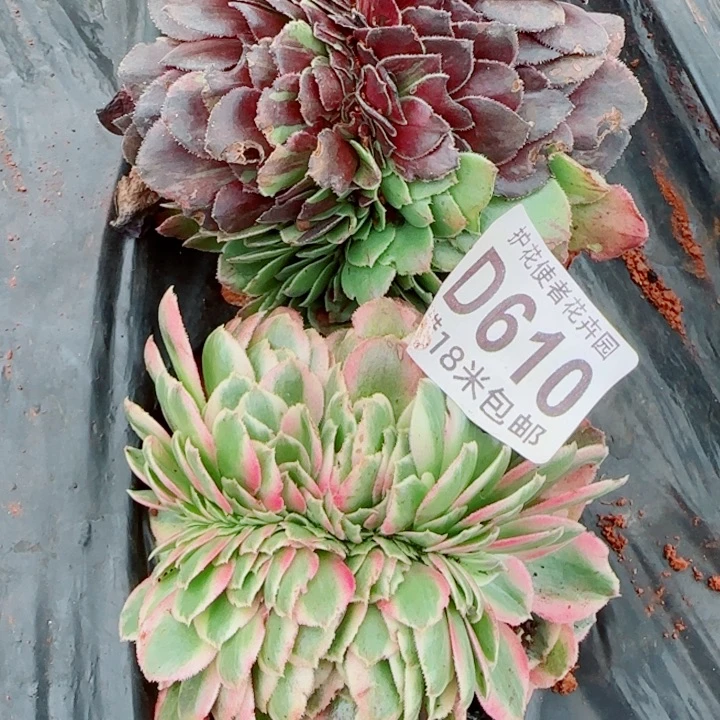 多肉法师淘宝福利