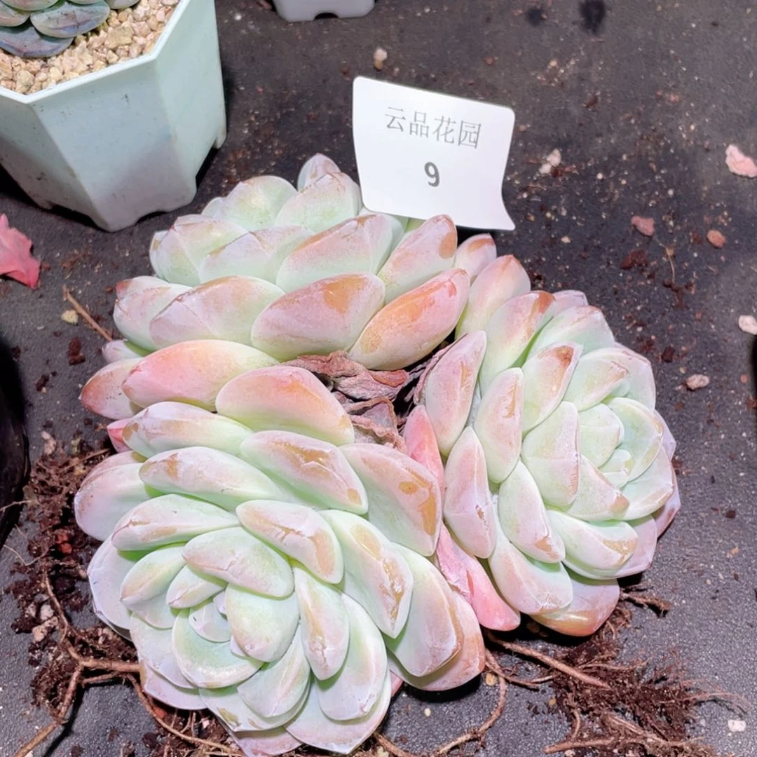 司*9号糖心冰心珍妮