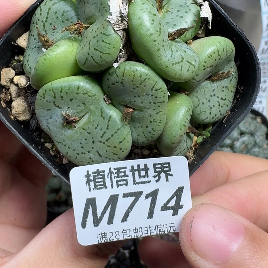 多肉植物的人生ghjj