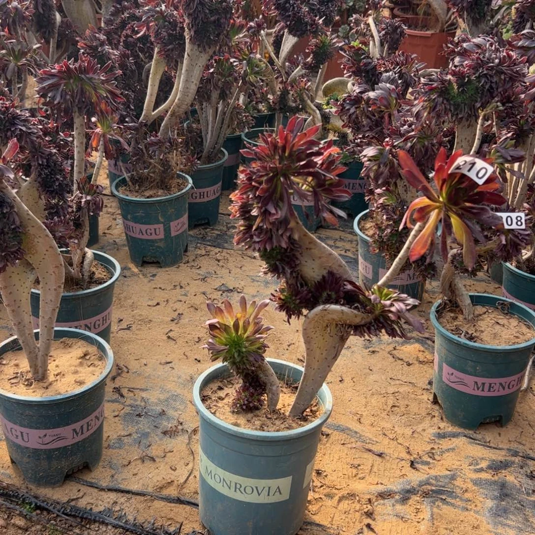 黑缀有伤210啦啦啦