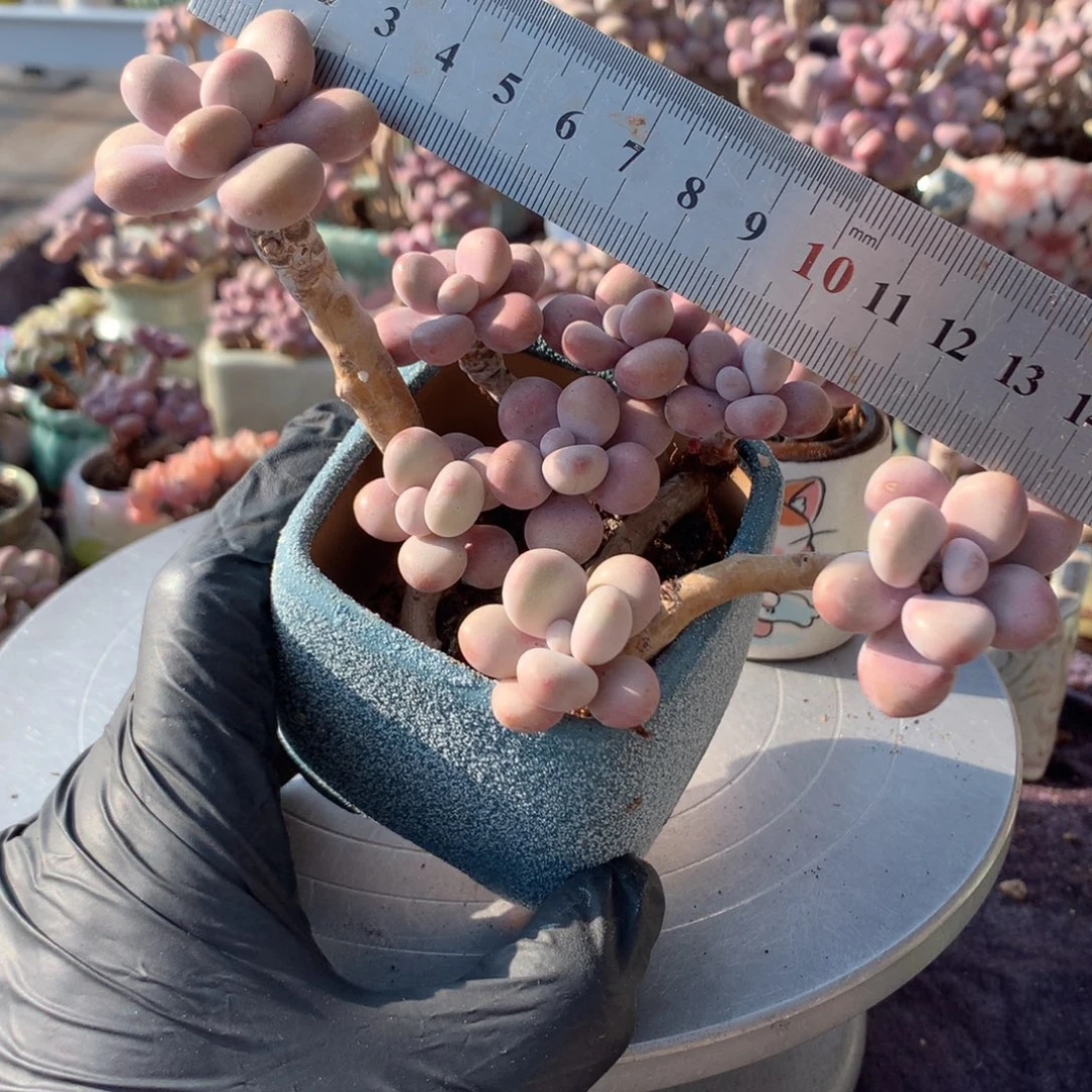 70号带桃蛋盆偏远地区不包邮的