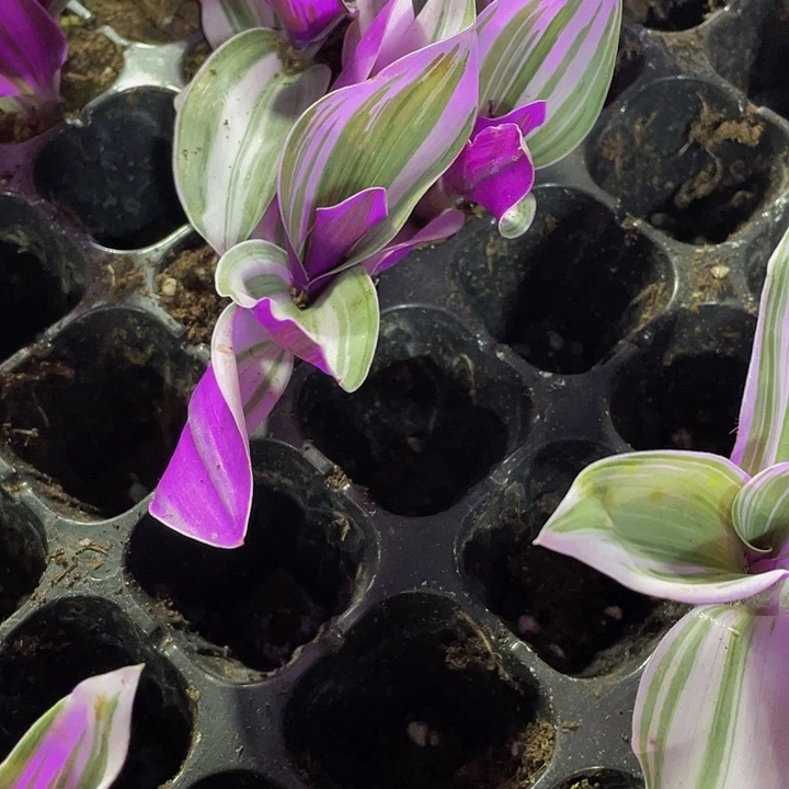 婚礼油画1.5带土发