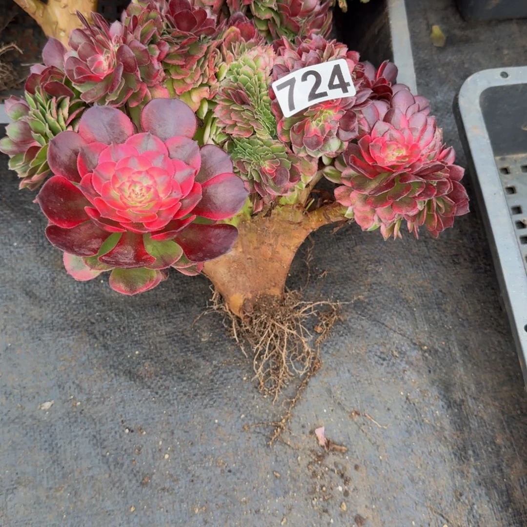 冰***2724多肉植物荔枝缀