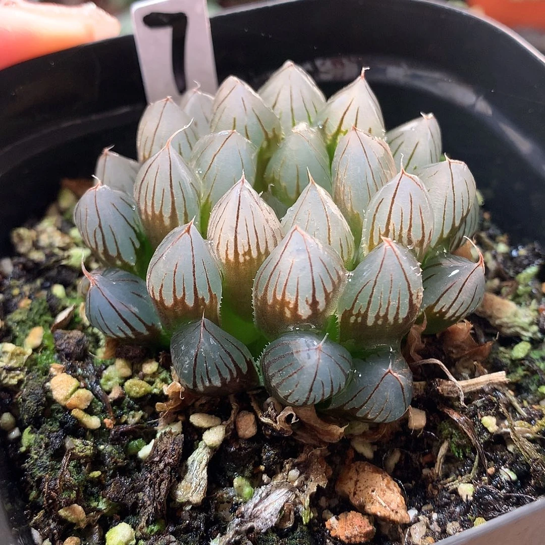 7号黑肌玉露满28包邮