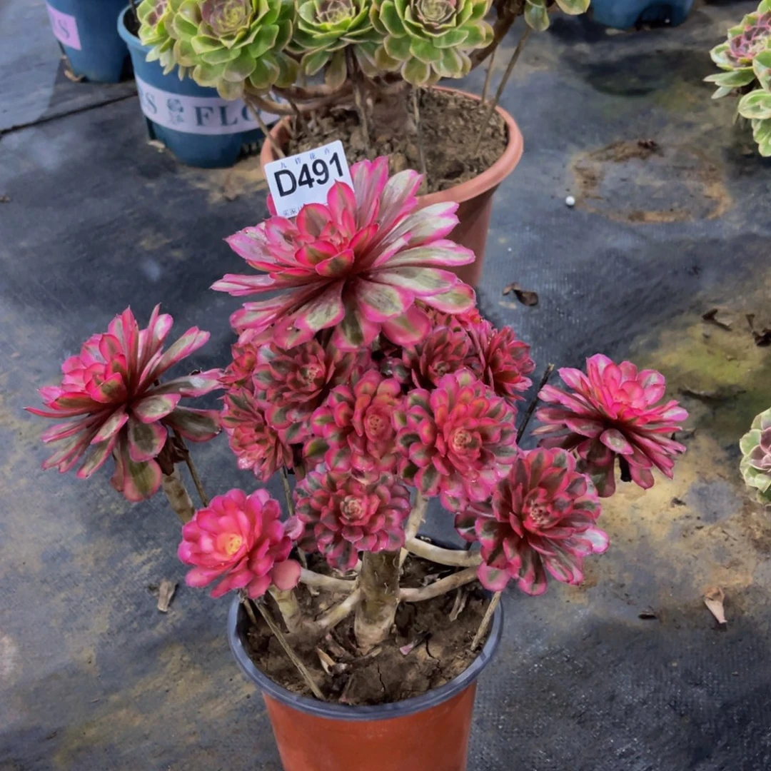 小***。49100白月光可以拍